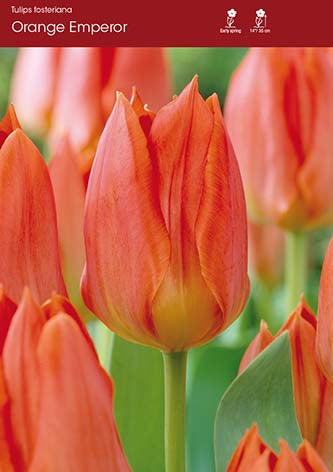 Tulip Orange Emperor