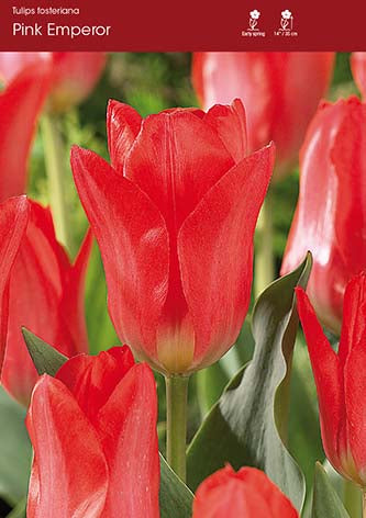 Tulip Pink Emperor