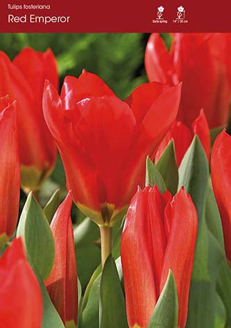 Tulip Red Emperor