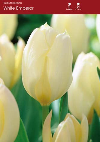 Tulip White Emperor