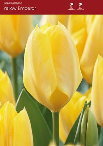 Tulip Yellow Emperor