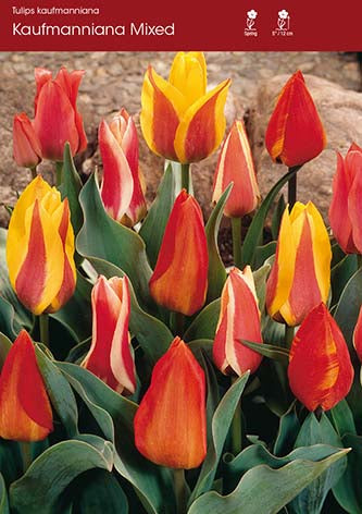 Tulip Kaufmanniana Mixed