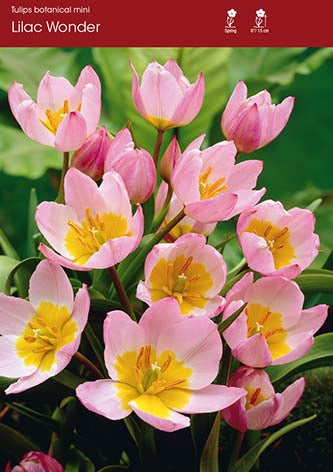 Tulip Lilac Wonder