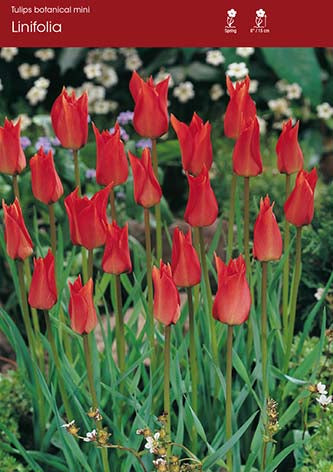 Tulip Linifolia