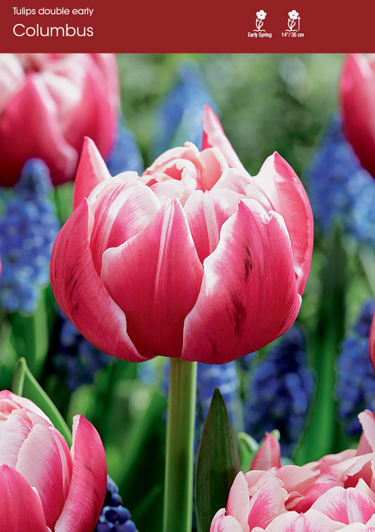 Tulip Columbus