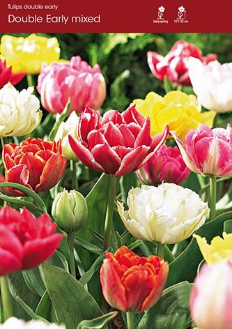 Tulip Mixed Double Early