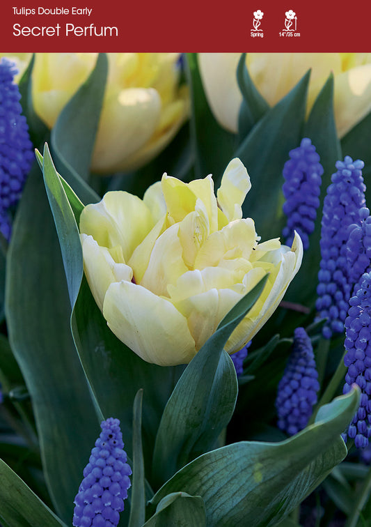 Tulip Secret Perfum