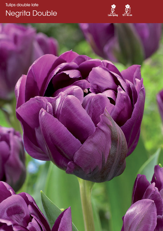 Tulip Negrita Double