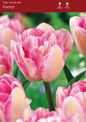 Tulip Foxtrot