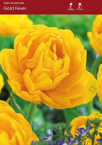 Tulip Gold Fever
