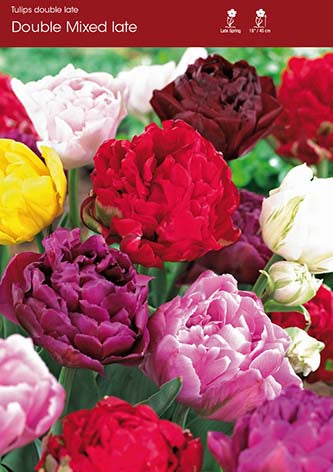 Tulip Mixed Double Late