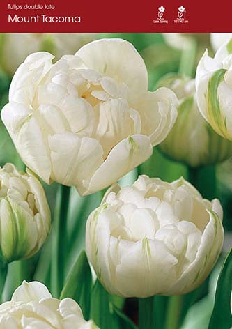 Tulip Mount Tacoma