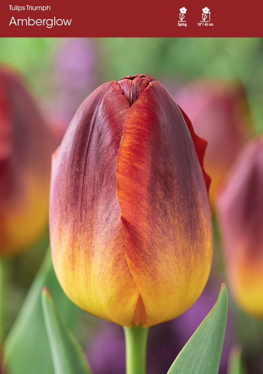Tulip Amber Glow
