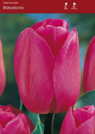 Tulip Barcelona