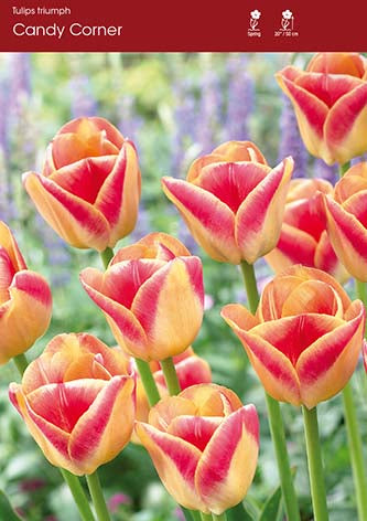 Tulip Candy Corner