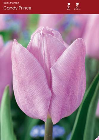 Tulip Candy Prince