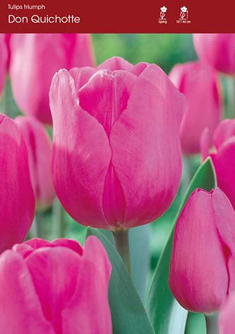 Tulip Don Quichotte