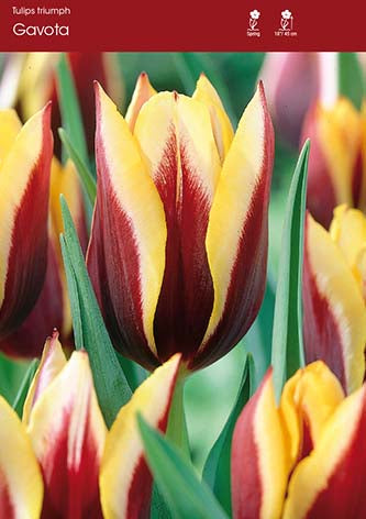 Tulip Gavota