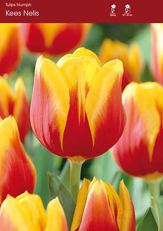 Tulip Kees Nelis