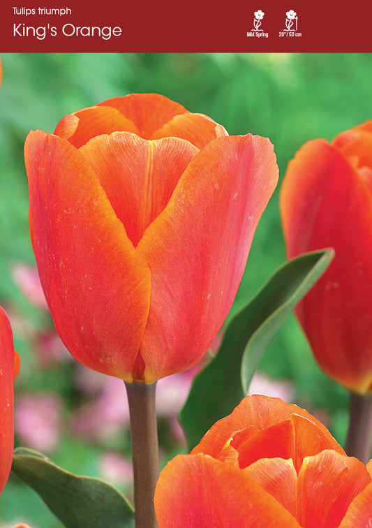 Tulip Kings Orange