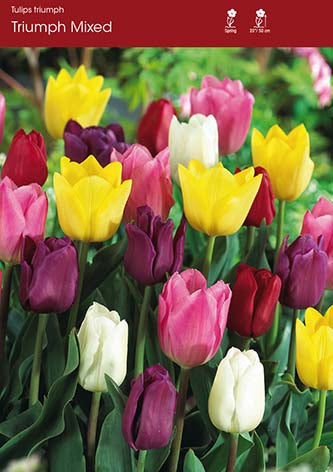 Tulip Mixed Triumph