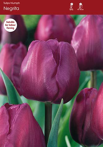 Tulip Negrita