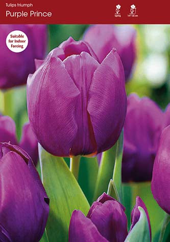 Tulip Purple Prince
