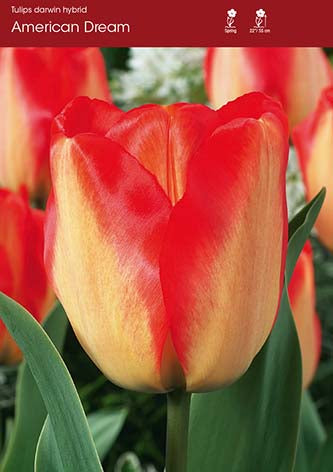 Tulip American Dream