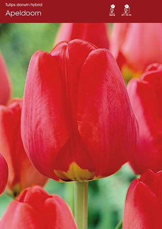 Tulip Apeldoorn
