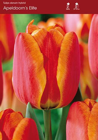 Tulip Apeldoorn's Elite
