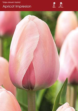 Tulip Apricot Impression