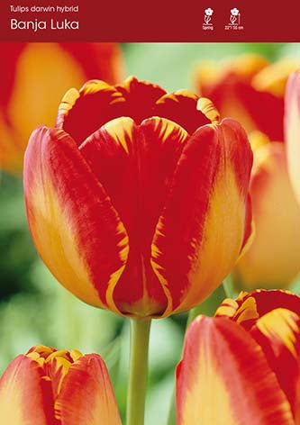 Tulip Banja Luka