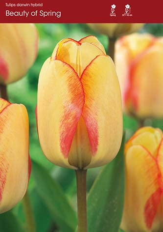 Tulip Beauty of Spring