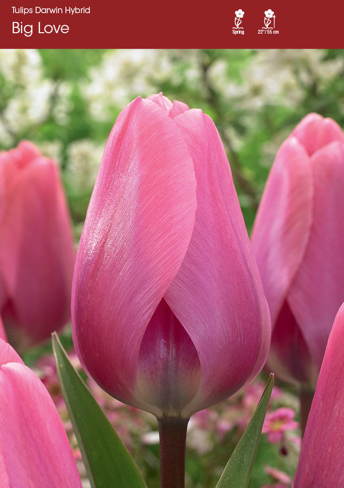 Tulip Big Love