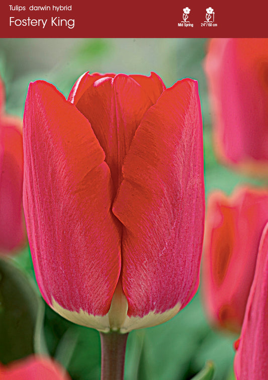 Tulip Fostery King