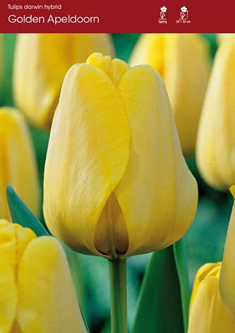 Tulip Golden Apeldoorn