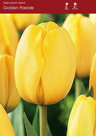 Tulip Golden Parade