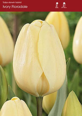 Tulip Ivory Floradale