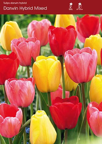 Tulip Mixed Darwin Hybrid