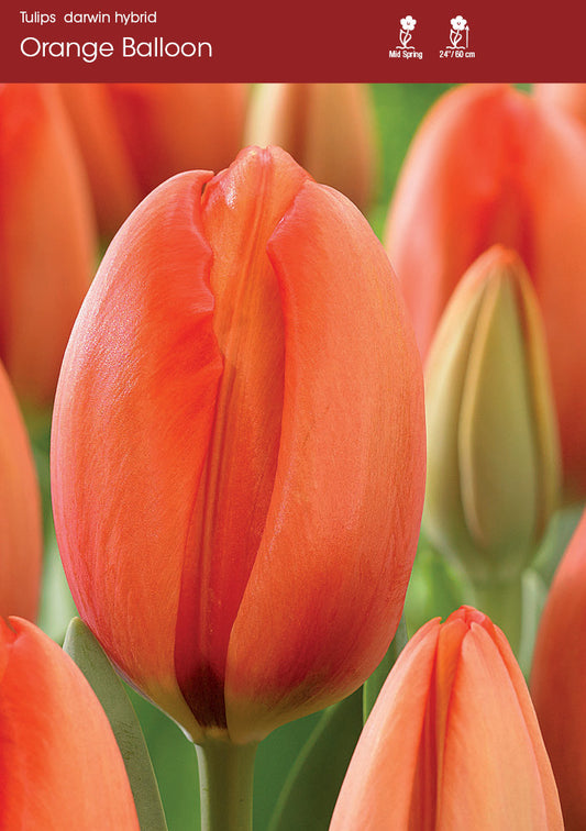 Tulip Orange Balloon