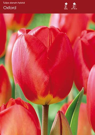 Tulip Oxford