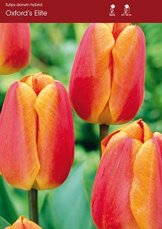 Tulip Oxford's Elite