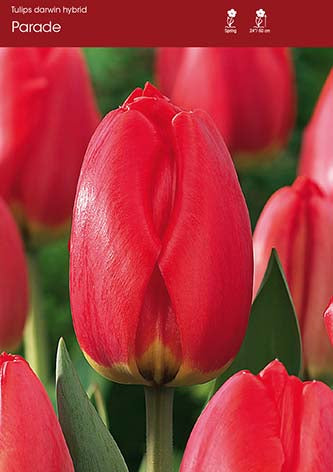 Tulip Parade