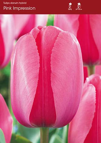 Tulip Pink Impression