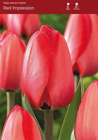Tulip Red Impression