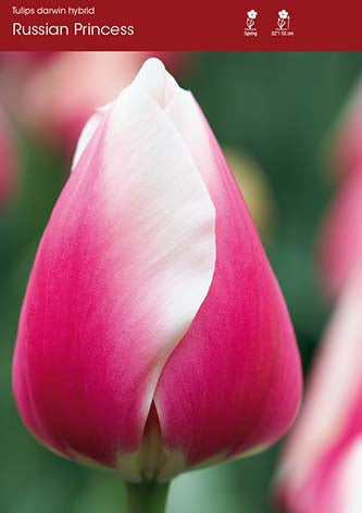 Tulip Russian Princess