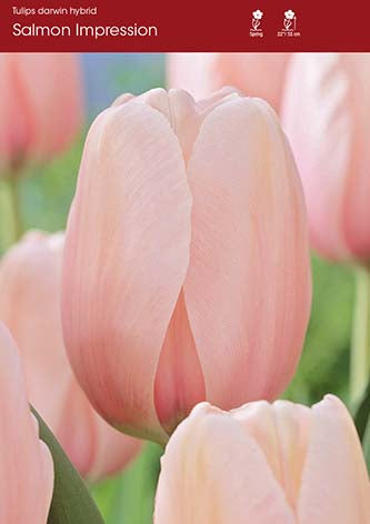 Tulip Salmon Impression