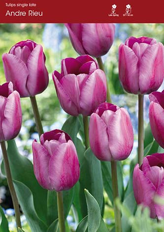 Tulip Andre Rieu