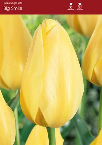 Tulip Big Smile