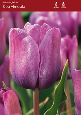 Tulip Bleu Aimable
